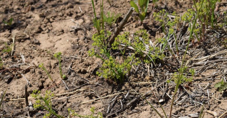 Verhogen biodiversiteit op de akkers